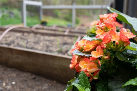 Flowers in Garden in Lincoln MA